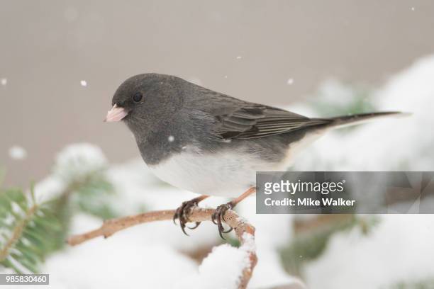 snow junco - jenco stock pictures, royalty-free photos & images