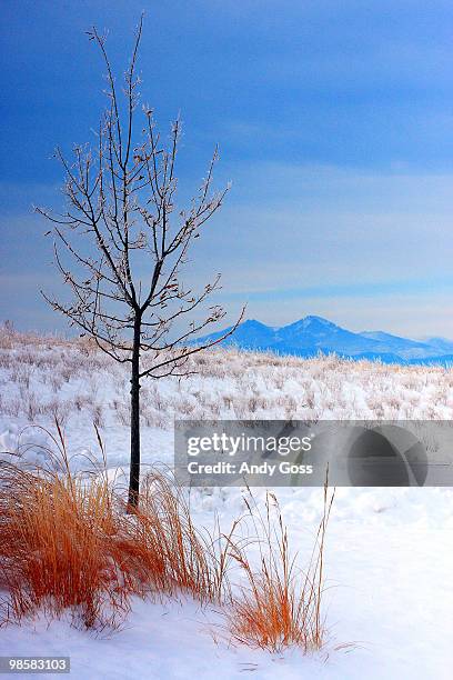 fossil creek tree - fort collins stockfoto's en -beelden