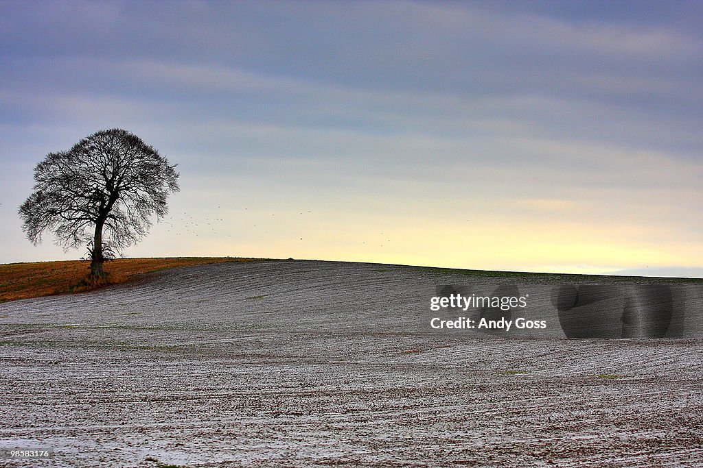 That Tree
