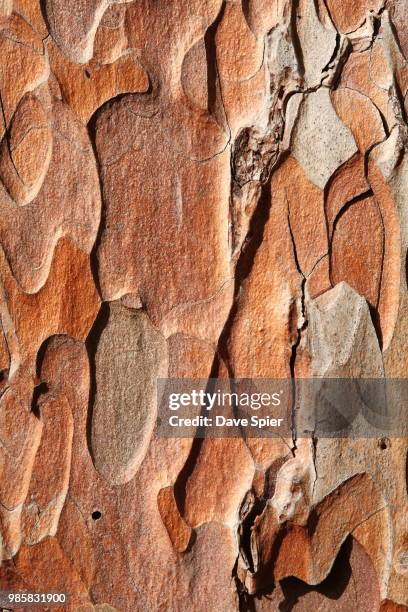 pine red bark, letchworth sp, ny - red pine stock pictures, royalty-free photos & images