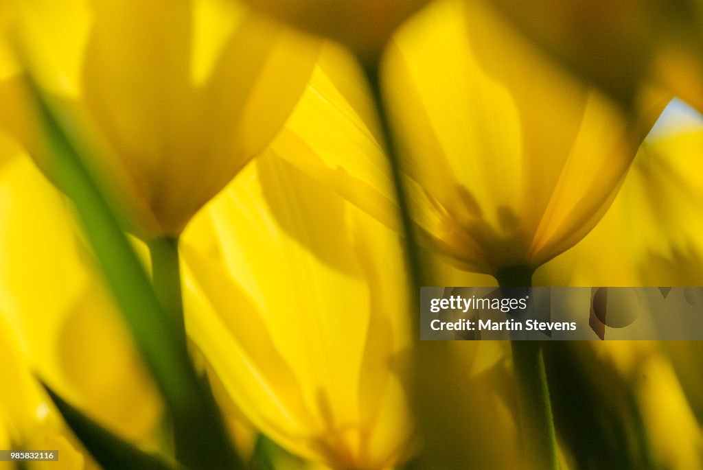 Close-up Yellow Tulip, Gele tulp, Netherlands
