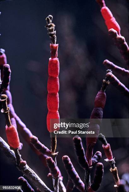 salicornia sp. (glasswort, pickleweed) - marsh samphire stock pictures, royalty-free photos & images
