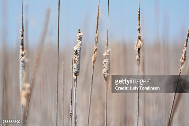 in the marsh - judy winter stock-fotos und bilder