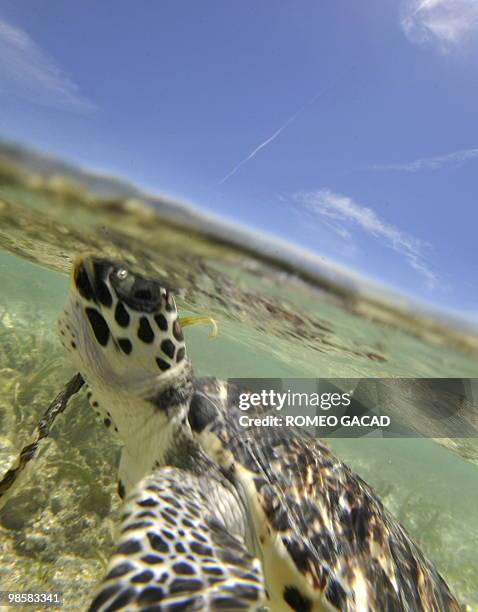 In this photograph taken on April 20 four month old Hawksbill turtles swim into the sea after a symbolic release by conservationists at the Thousand...
