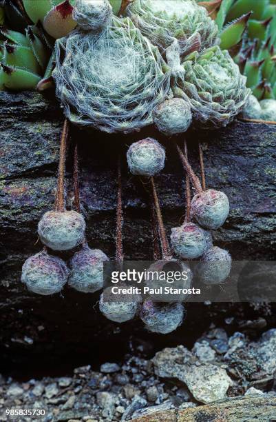 sempervivum arachnoideum (cobweb houseleek) - houseleek stock pictures, royalty-free photos & images