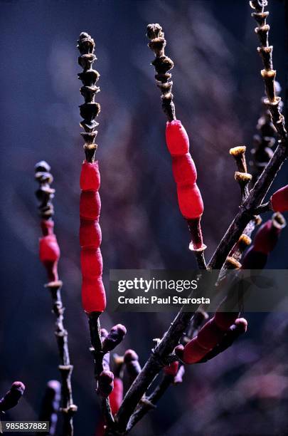 salicornia sp. (glasswort, pickleweed) - marsh samphire stock pictures, royalty-free photos & images