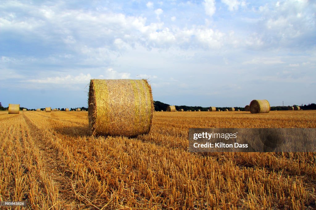 Dry Paddy Field After Harvest & Bundle of Hay