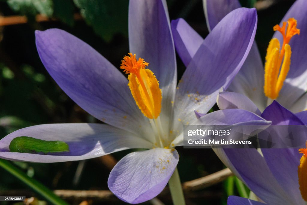 Boerencrocus, Tomasini's crocus, Crocus tommasinianus with caterpillar