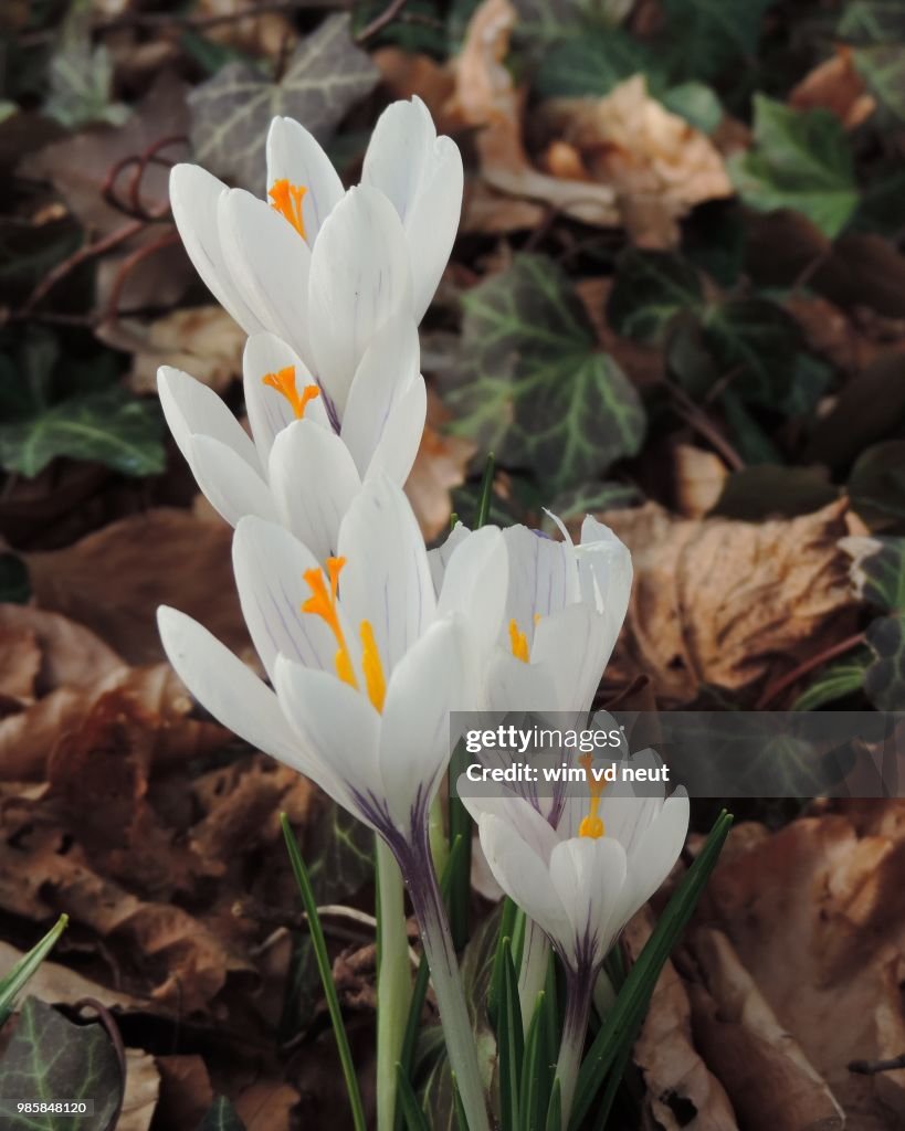 White Crocus