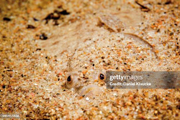 eyes of plaice - klaucke stock pictures, royalty-free photos & images