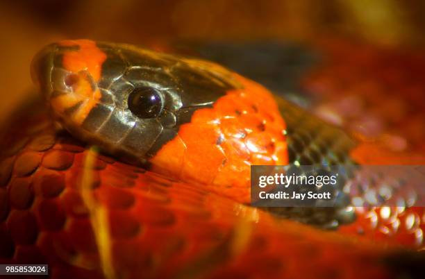 head rest - head rest stock pictures, royalty-free photos & images