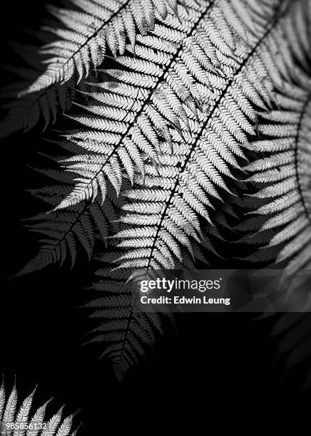 silver fern - silver fern stock pictures, royalty-free photos & images