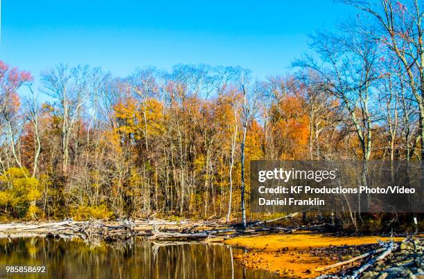 november at manasquan reservoir - manasquan stock pictures, royalty-free photos & images