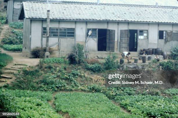 View of an unidentified man as he works in a vegetable garden, Inchon, South Korea, January 1952.