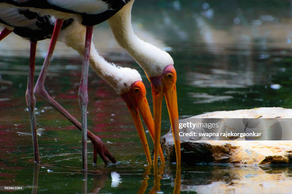 Painted Storks