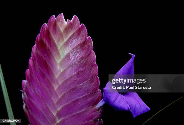 tillandsia cyanea (pink quill) - flower - bromeliaceae stockfoto's en -beelden