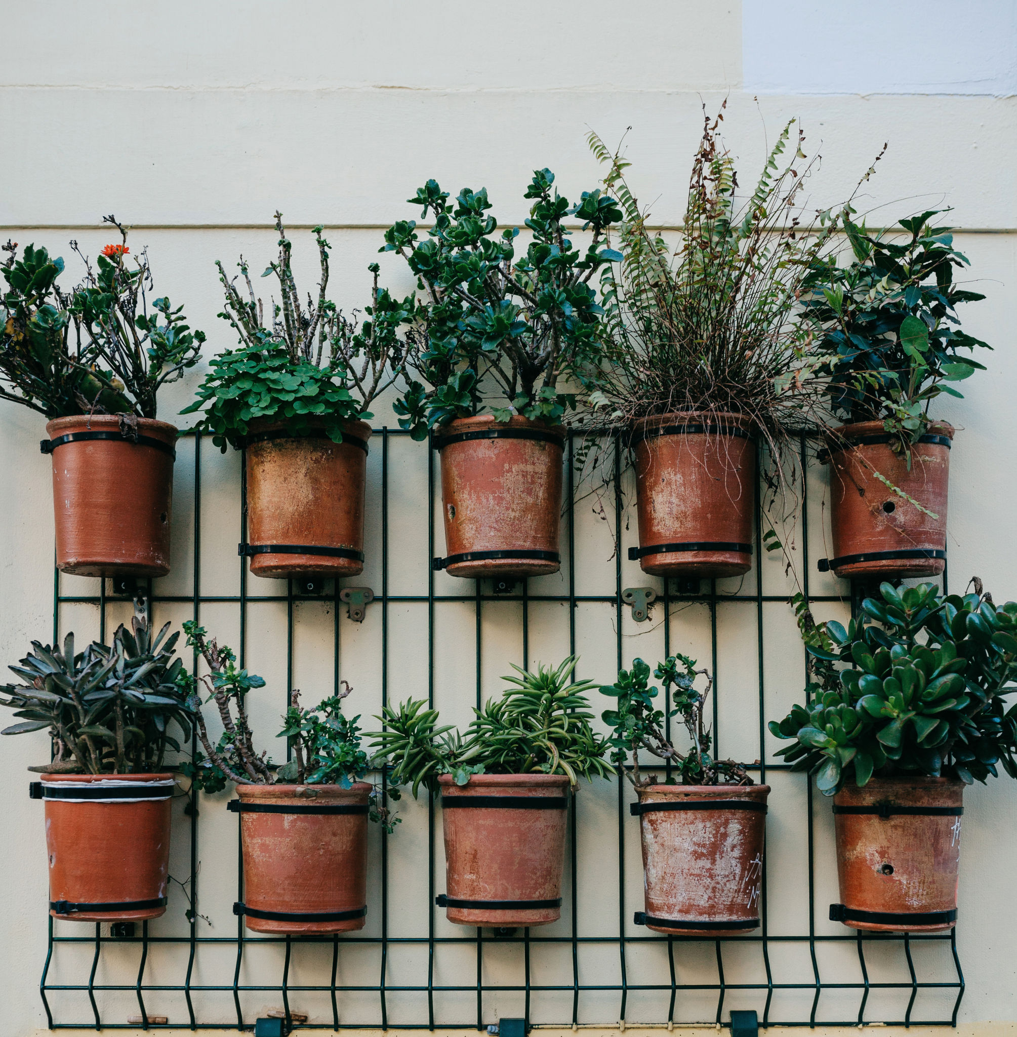 vertical gardening