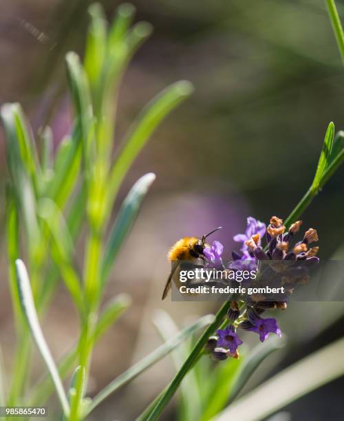 une abeille qui butine - abeille 個照片及圖片檔