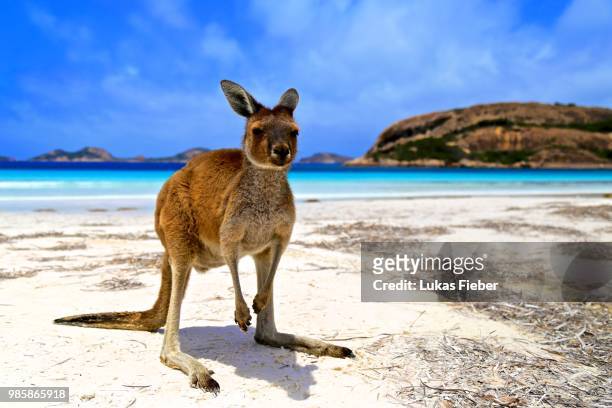lucky bay - kangaroo on beach foto e immagini stock
