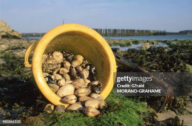 Récolte de palourdes et de moules dans la baie de l'Arguenon dans les Côtes d'Armor en Bretagne, France.