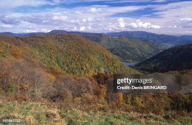 Forêt de hêtres dans la vallée de la Doller près du Lac d'Alfeld dans le Ballon d'Alsace, France.