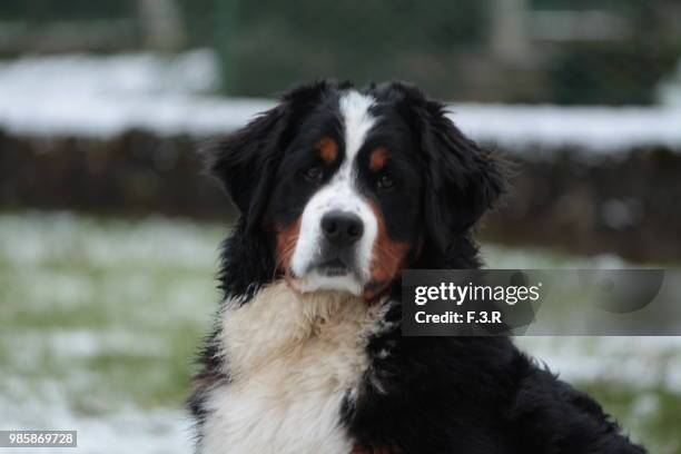 bovaro del bernese - bovaro del bernese stock-fotos und bilder