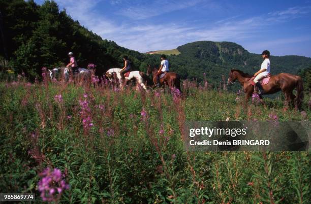 Randonnée à cheval sur le Ballon d'Alsace, France.