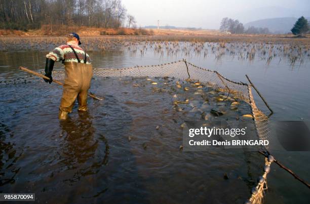 Pêche au filet collective d'un étang dans le Parc Naturel des Ballons des Vosges, France.