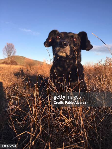 my black dog, shanna - pablo alvarez stock-fotos und bilder