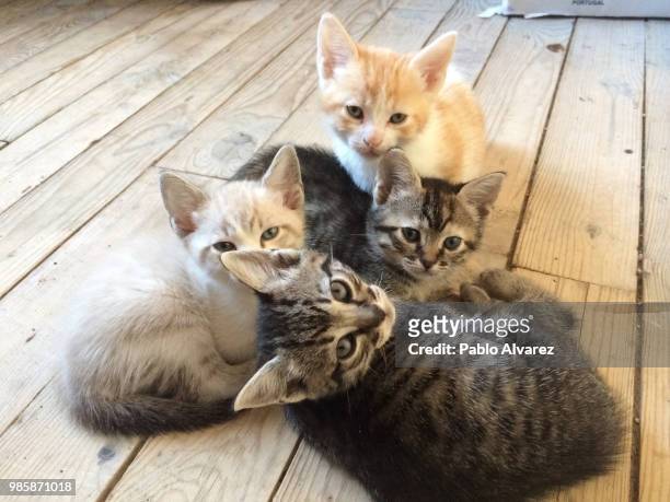 little kittens - pablo alvarez stock-fotos und bilder