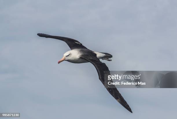 wind drifting - albatros - fotografias e filmes do acervo