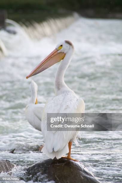 portrait of a pelican - schnell stock pictures, royalty-free photos & images