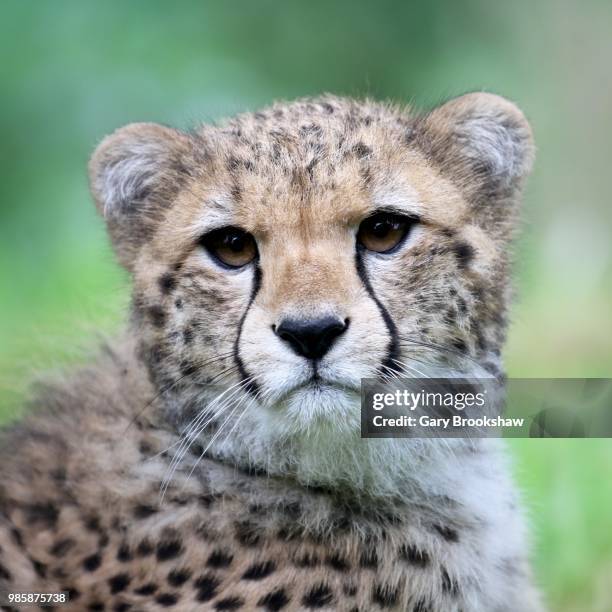 cheetah cub - gary hunt stock pictures, royalty-free photos & images