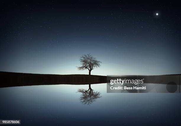 tree in the lake - dawn bess fotografías e imágenes de stock