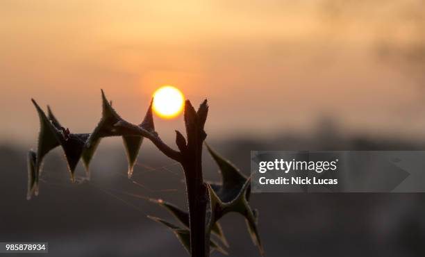 A Sharp Frost High-Res Stock Photo
