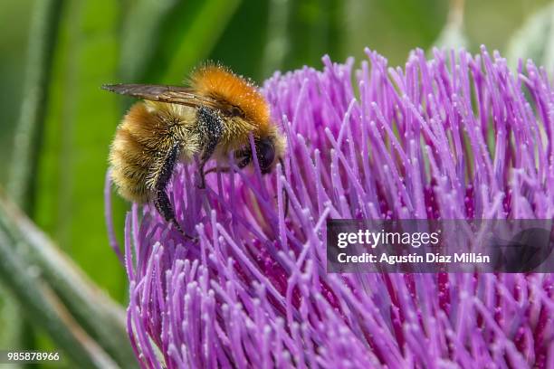 abeja - abeja stock pictures, royalty-free photos & images