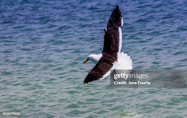 kelp gull landing - kelp gull stock pictures, royalty-free photos & images