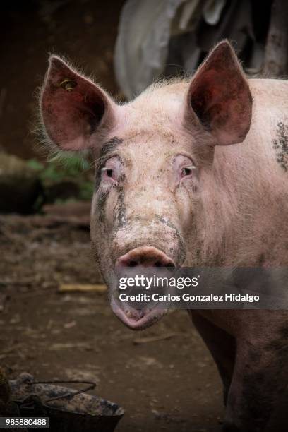 el placer de comer como chancho. - chancho stockfoto's en -beelden