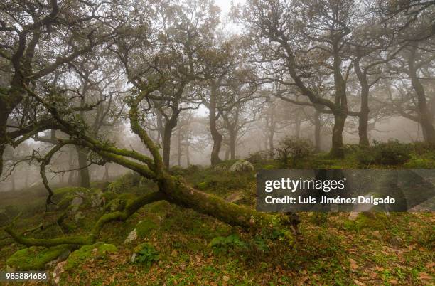 de nuevo en la niebla - niebla stock-fotos und bilder