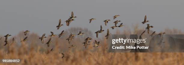 flock of teal above reedbed (anas crecca) - rietkraag stockfoto's en -beelden