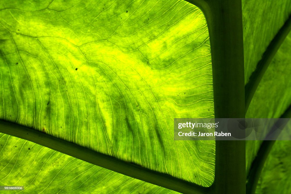 Leafy Green