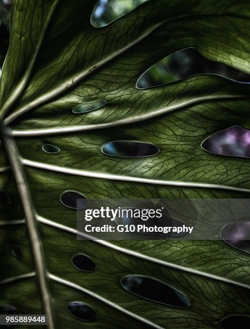 Split leaf philodendron Split leaf philodendron