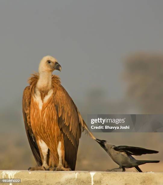 should i slap this crow?? - bikaner stock-fotos und bilder