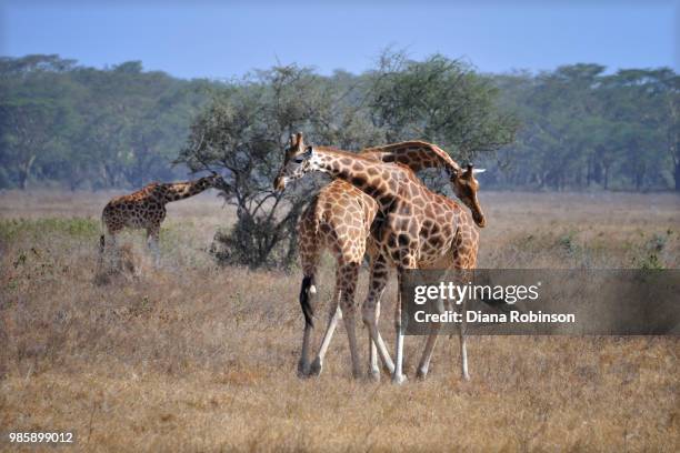 two male rothschild giraffes in lake nakuru national park in kenya, east africa engaged in "necking - necking stock pictures, royalty-free photos & images