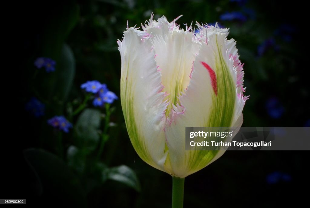 White tulip