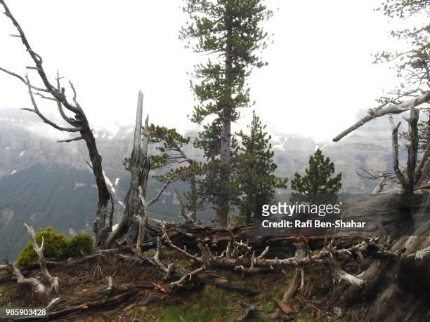 pines in ordesa national park - ordesa national park stock pictures, royalty-free photos & images