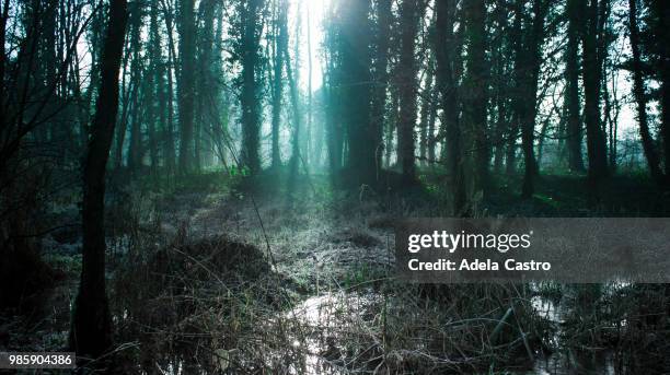 inside the forest - adela foto e immagini stock