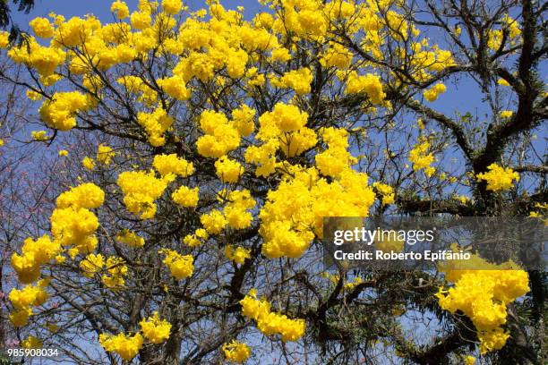 102 Ipe Tree Photos and Premium High Res Pictures - Getty Images