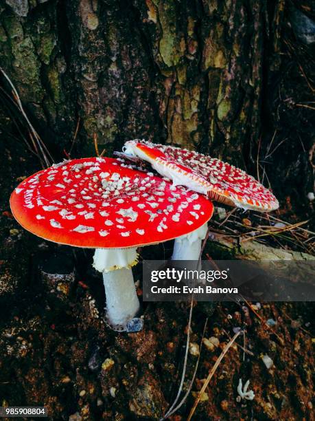 Red High-Res Stock Photo