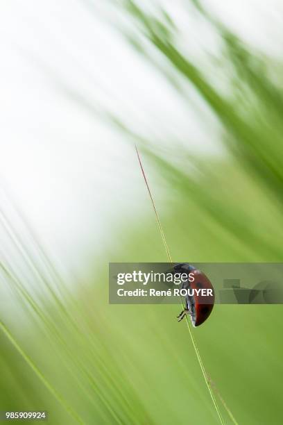 Photo Filet Funambule Funambule Photos and Premium High Res Pictures - Getty Images